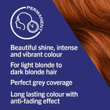 Live Intense Colour Caramel Copper 077 Hair Colour - O'Sullivans Pharmacy