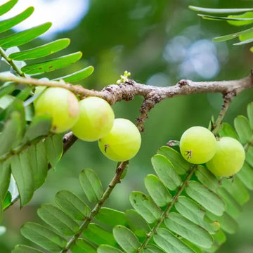 New Nordic Skin Care Pigment Clear 60 Tablets - O'Sullivans Pharmacy