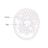 Proceive Women and Men Dual Pack 120 Capsules - O'Sullivans Pharmacy