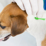 Pyramid Tick Remover Two Sizes - O'Sullivans Pharmacy